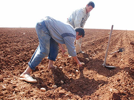 Ain Defla : un agriculteur exporte sa production