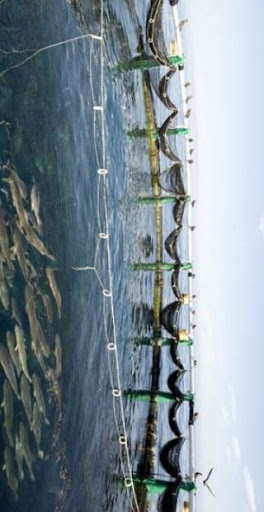 Ain Temouchent : 10 opérations pour booster le secteur de la pêche