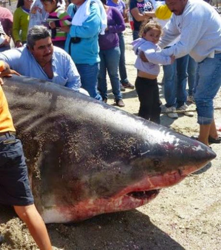 Ain Témouchent : Un requin blanc s’échoue sur la plage