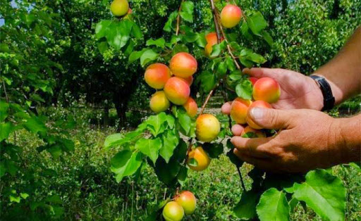 Arboriculture fruitière, Des plants français pour améliorer la qualité