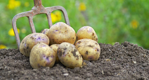 Au moment où son prix reste encore eleve : une campagne précoce de récolte de la pomme de terre