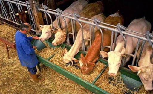 Des partenariats seront conclus prochainement avec des entreprises algériennes, Les Américains s’intéressent à l&rsquo;agriculture et à l&rsquo;élevage bovin