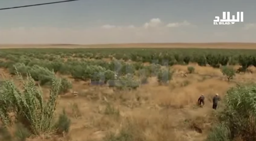 Etat algérien a décidé d’accorder des prêts sans intérêt aux agriculteurs