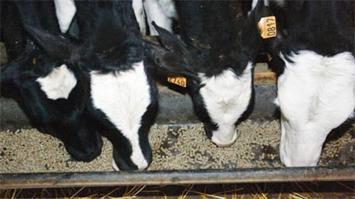 La cherté de l’aliment de bétail entrave le développement de l’élevage bovin