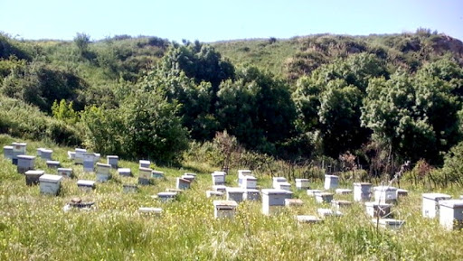La filière apicole poursuit sa croissance à Guelma
