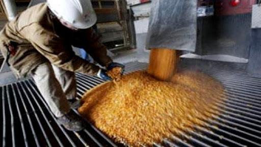 L’Algérie n’a plus importé de semences céréalières depuis 20 ans