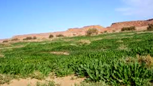 L’augmentation de la production des fourrages, tributaire du développement de l’irrigation