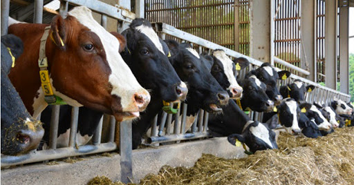 Les USA et la France se disputent le marché Bovin Algérien, Une concurrence de gros « boeufs »