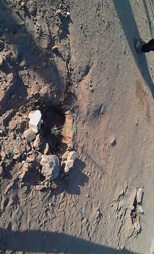 Opération de reboisement sur l’ensemble du territoire : L’Algérie accueille le printemps avec de nouveaux arbres