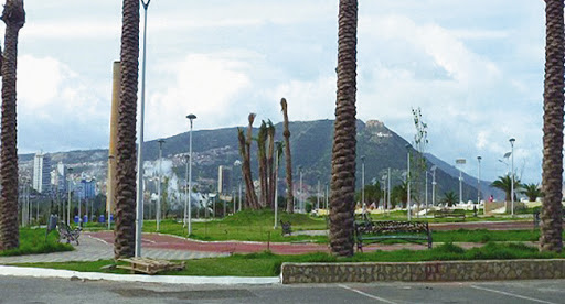 ORAN : Enquête sur les contrats d’acquisition des palmiers