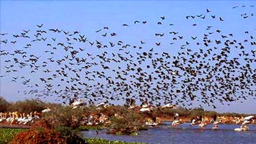 Plus de 80.000 oiseaux d’eau dénombrés à El Tarf