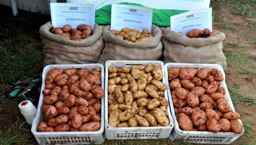 Pomme de terre: fortes pluies et manque de main d’oeuvre à l’origine de la flambée des prix