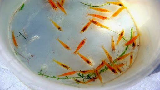 Skikda : l’ensemencement de 4.000 larves de crevettes dans la ferme d’El Marsa est une réussite