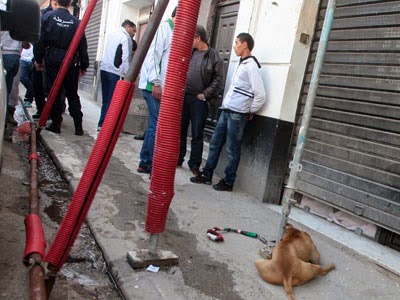 Sur instruction du wali d’Alger L’élevage et la vente de chiens dangereux interdits dans la capitale