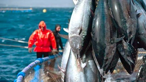 Thon rouge: 13 armateurs en lice pour pêcher la totalité du quota de l’Algérie