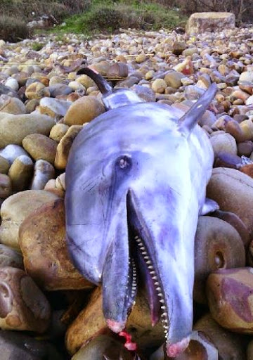 Tizi Ouzou : Un dauphin s’échoue sur une plage à Tigzirt