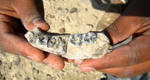 Une mâchoire retrouvée en Ethiopie fait vieillir le genre humain de 400.000 ans