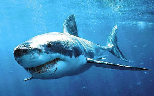 Zoom sur les grands requins du Bassin algérien