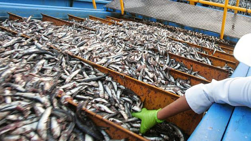 600 projets étant lancés à l’horizon 2019, L’aquaculture devrait contribuer à résorber le déficit en poissons