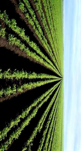 Algérie-Pologne: signature d&rsquo;un mémorandum d&rsquo;entente dans la protection des végétaux