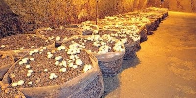 Culture du champignon: une expérience prometteuse à Oran