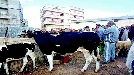 El-Bayadh : fermeture des marchés à bestiaux pour éviter la propagation de la fièvre aphteuse
