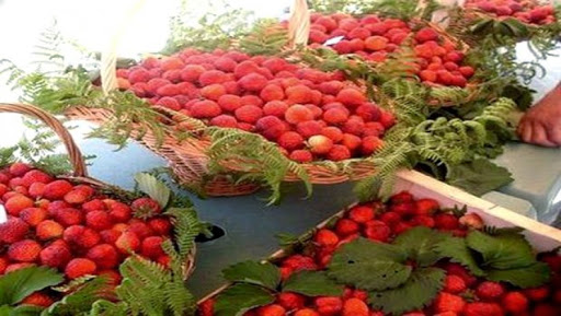 Jijel : quarante producteurs à la traditionnelle fête de la fraise
