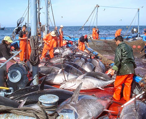 La pêche au thon rouge recadrée par un arrêté ministériel