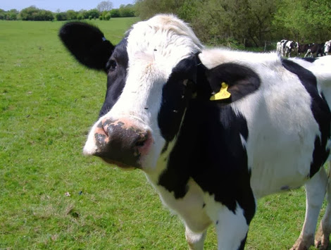 La production laitière face au déficit en fourrage vert, Nouvelles techniques pour améliorer les rendements