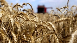 Les produits alimentaires mondiaux baissent de manière continue depuis avril 2014