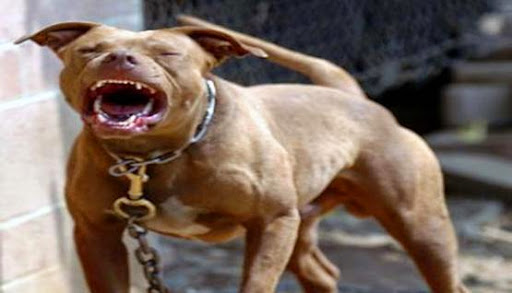 Leurs propriétaires assurés de l&rsquo;impunité: Ces chiens qui terrorisent les citoyens