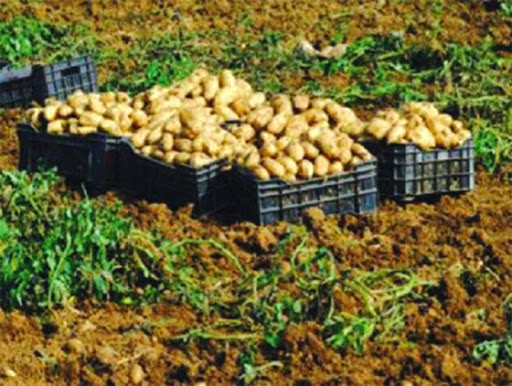 MERCURIALE A MOSTAGANEM : Baisse progressive du prix de la pomme de terre