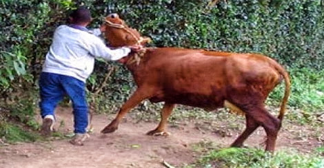 Mostaganem : Vol de bovins à Hadjadj