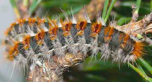 OULED BESSAM (TISSEMSILT) : Un établissement scolaire envahi par la chenille processionnaire