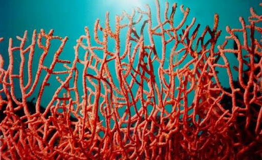 Pêche au corail : Pour quand l&rsquo;autorisation ?