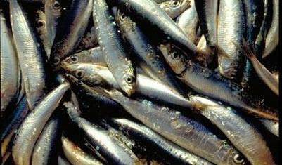 Saisie de 2 tonnes de sardine avariées à El Tarf