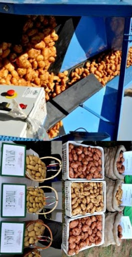 Salon international de la pomme de terre de mostaganem : Booster la production grâce à des techniques modernes plus variées