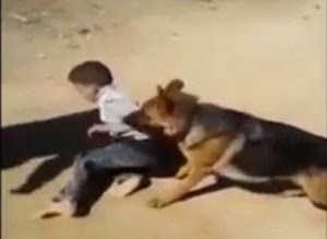 Un jeune lâche son chien sur un enfant, les internautes s’indignent, le parquet d’Oran ouvre une enquête (VIDEO)