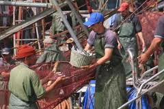 40 ports et abris de pêche concernés : 4 milliards de DA pour la mise à niveau des infrastructures