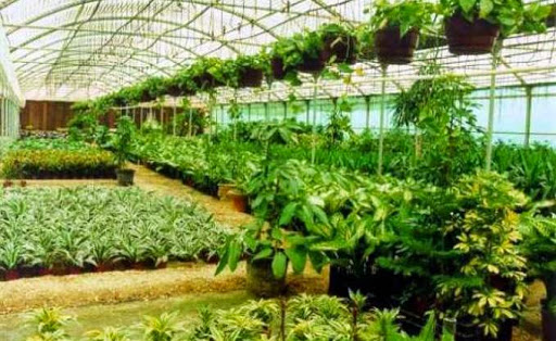 5 millions de plants à incinérer, Le cri de détresse des pépiniéristes