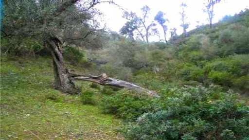 Ain Kechra (Skikda) célèbre le 58ème anniversaire de la bataille d’Oued