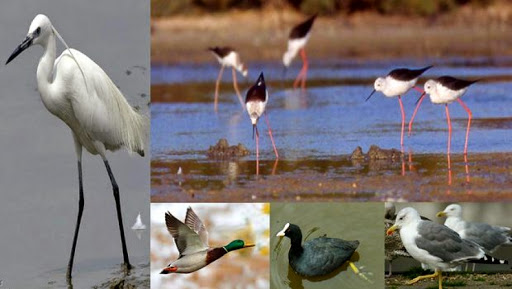 Ain Temouchent: une trentaine d’espèces d’oiseaux rares protégés recensés à Hassi El Ghella