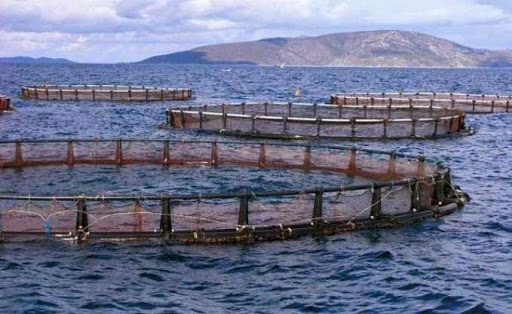 Aquaculture, environnement et économie : Quelle interaction ?