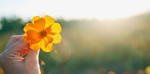 Des plantes pour soigner les maux du quotidien