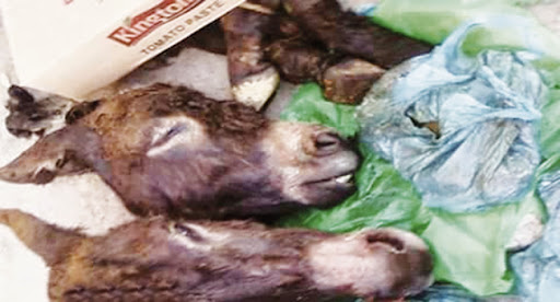 EL HAMRI (ORAN) : Des quantités de tripes d’ânes trouvées dans une décharge