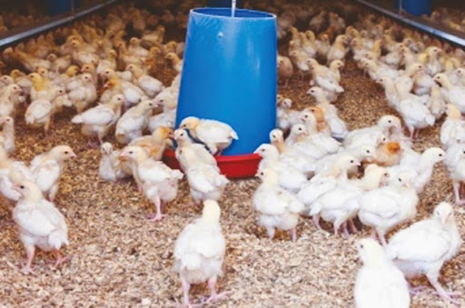 Filière avicole : 70% de l’activité dans l’informel