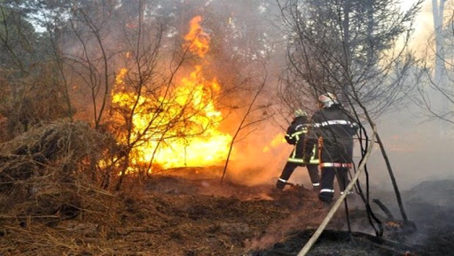 Incendies de forêts : 5.000 pins d’Alep partent en fumée à Batna