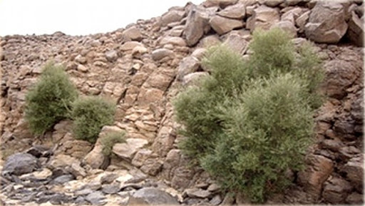 La biodiversité en Algérie exposée à des menaces sérieuses (chercheurs)