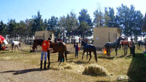 La fondation ADJR au service de la préservation des caractéristiques génétiques originales du cheval barbe