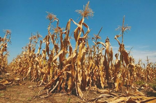 La sécheresse menace la céréaliculture et plonge les producteurs dans le désarroi, Cette goutte d’eau qui… sème le doute !